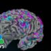 Artificial intelligence study decodes brain activity into diaglogue