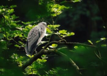 AI for Big Data: Advanced Techniques