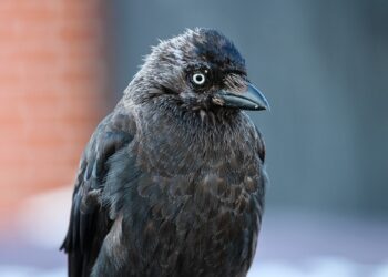 AI Hacks to Manage Multiple Projects