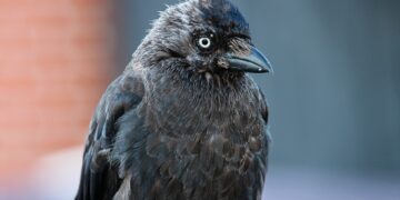 AI Hacks to Manage Multiple Projects